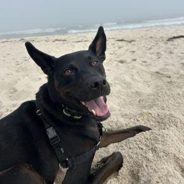Help Milo have fun on our honeymoon (doggie day care)