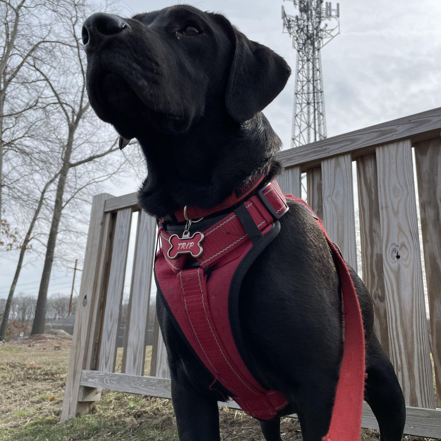 My baby boy Trip.