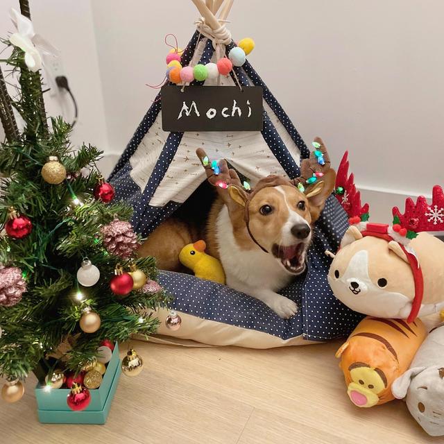 Year's Supply Of Mochi’s Treats&Toys