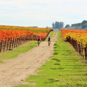 Wine Country Bike Tour and Tasting