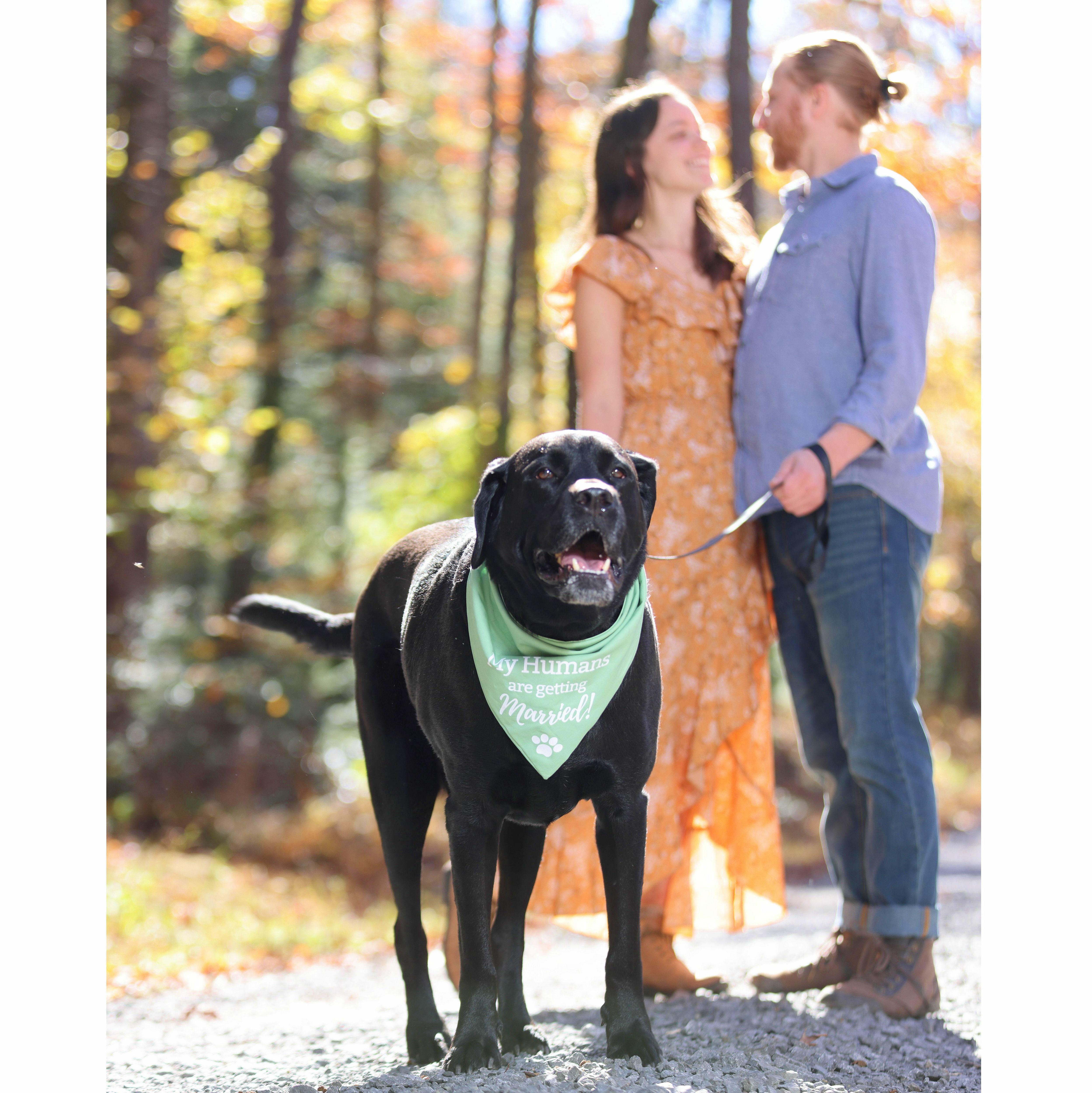 October 2023. Engagement Shoot at Swallow Falls State Park, Maryland.