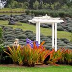 Ali'i Kula Lavender