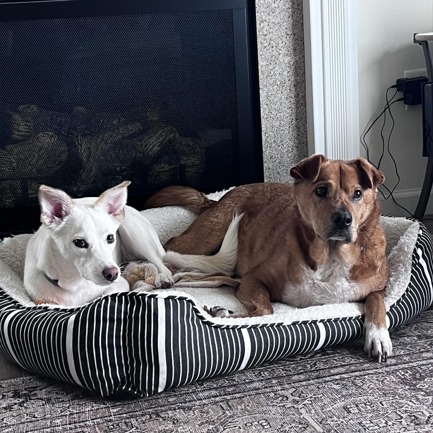 Pet Sitter For Our Honeymoon