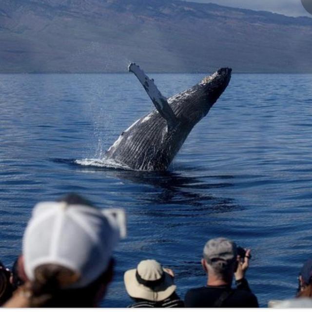 Honeymoon whale watching tour