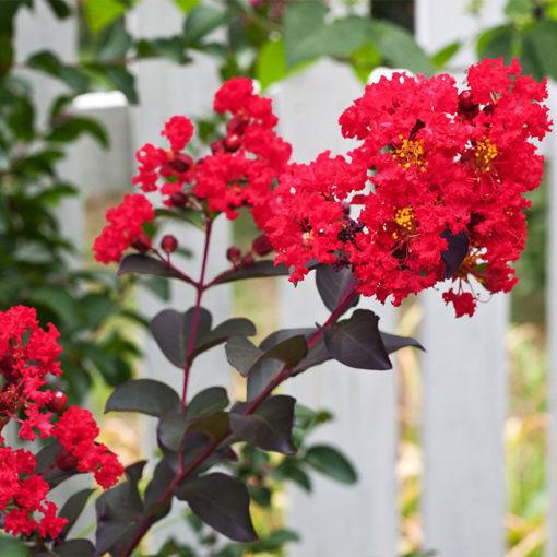 Arbor Day Foundation Center Stage® Red Crapemyrtle