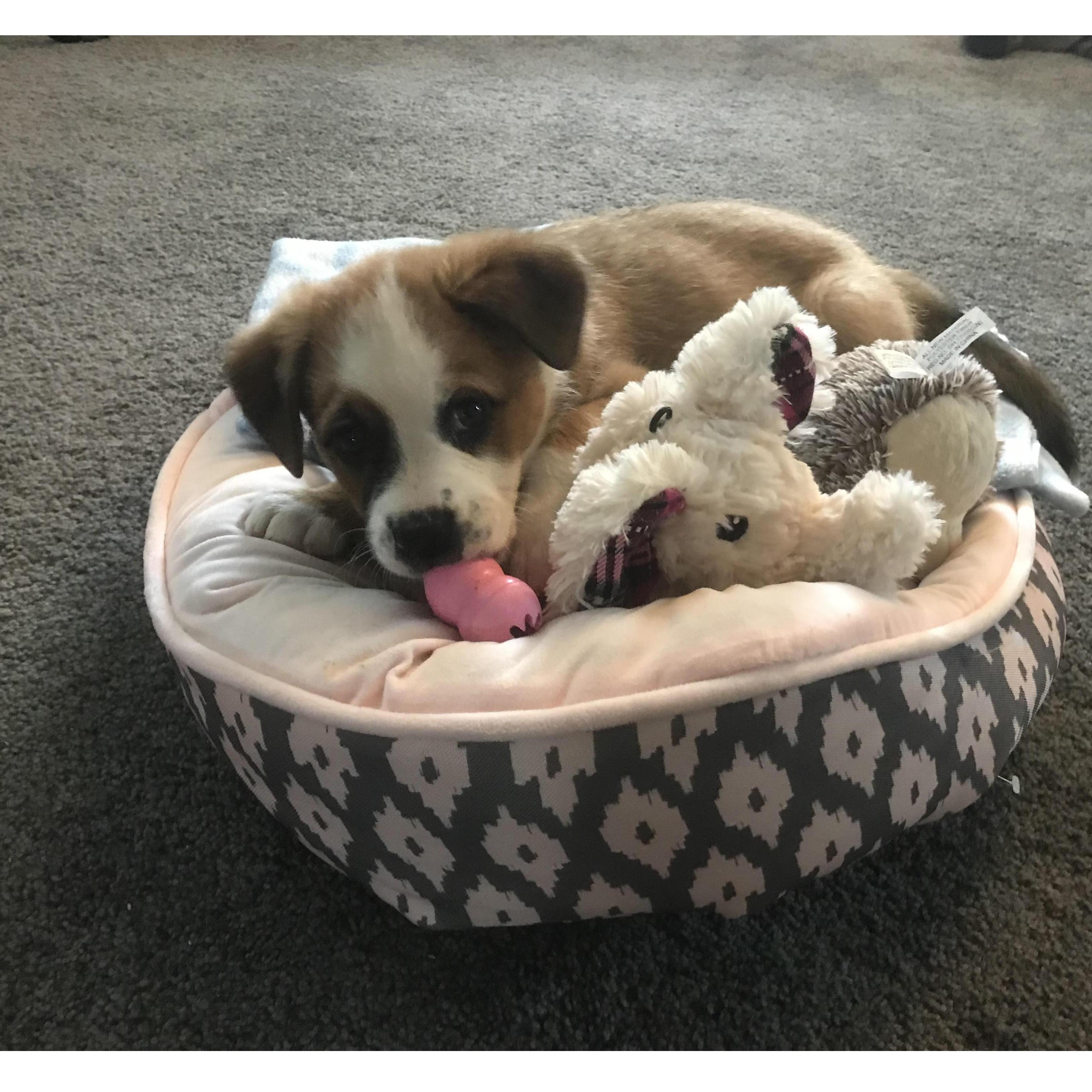 Adding to the Family:
In September 2019, the Kenney-Stulpin household grew by four paws! They rescued the absolutely perfect Mikaela Ruth Kenney.