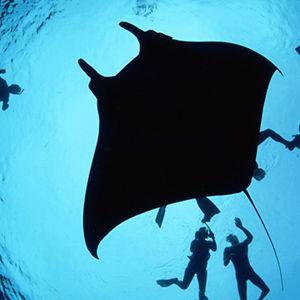 Snorkeling with Manta Rays on the Big Island