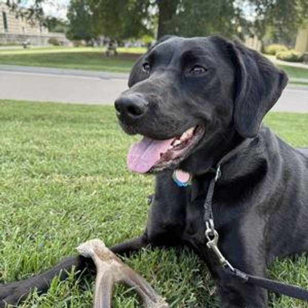 Donation to Richmond Animal League