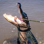 Cajun Encounters Tour Company