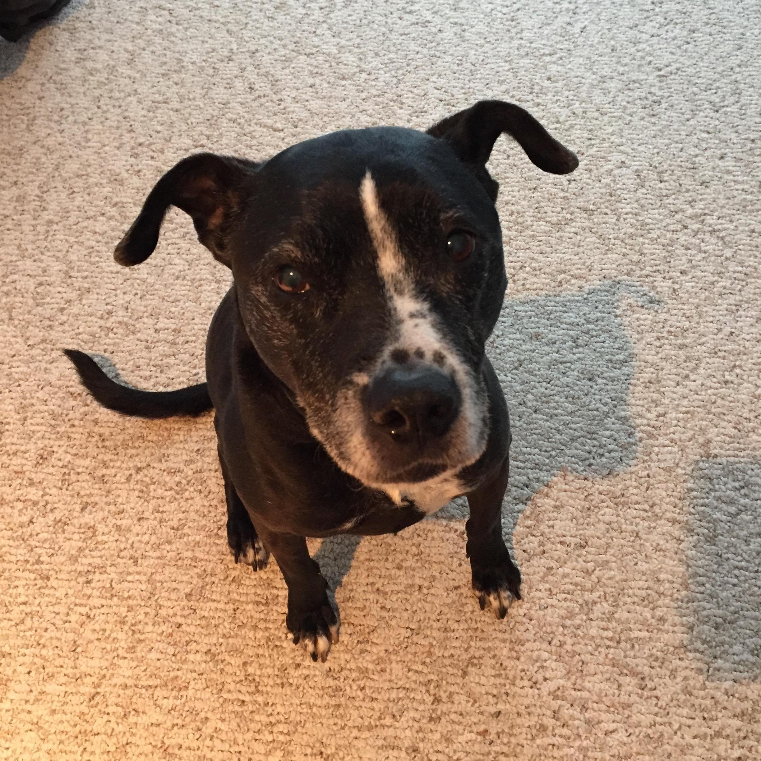 Our precious pup Sake. Also, our 'Dog of Honor'