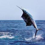 Deep sea fishing