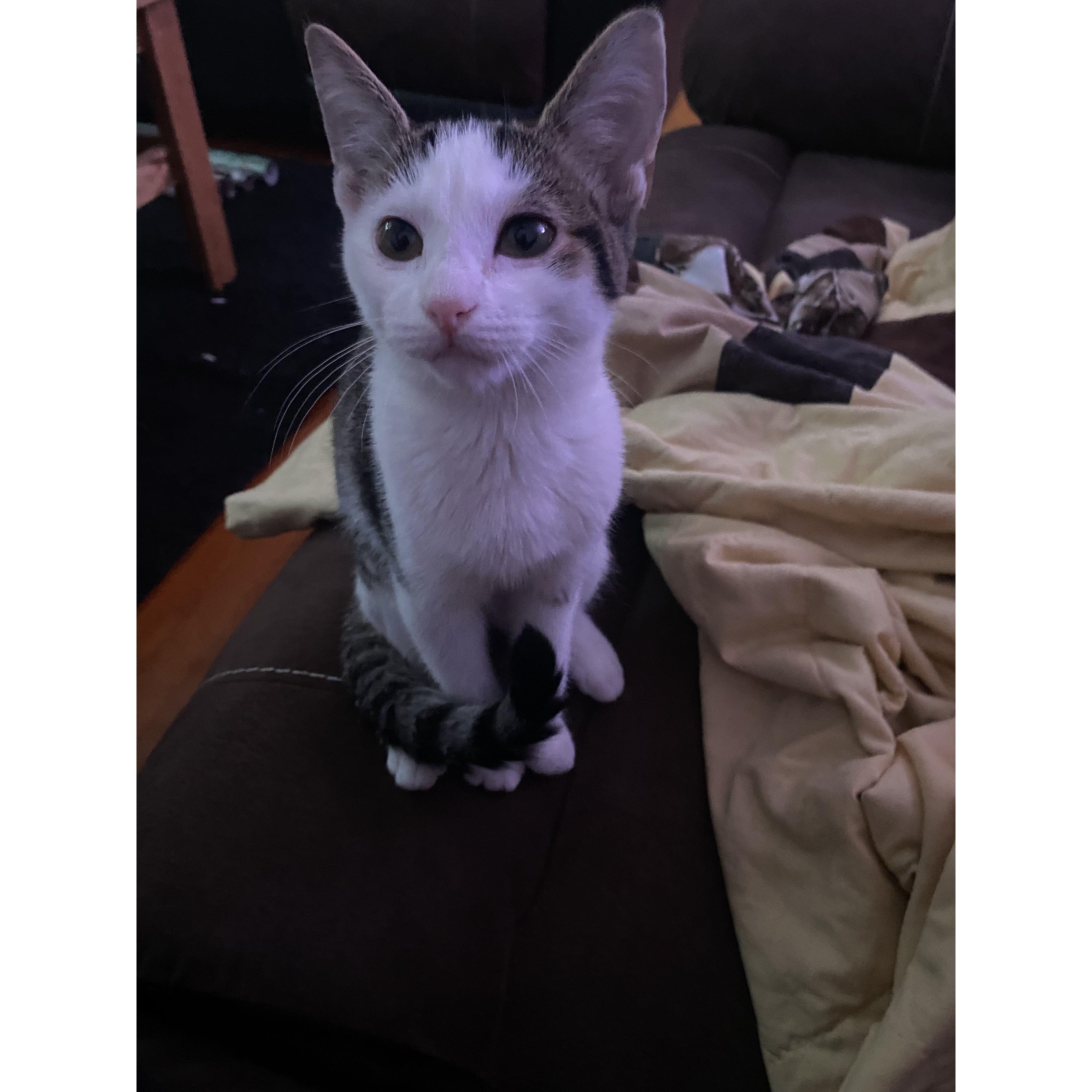 When we first got Luna