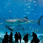 The Dallas World Aquarium