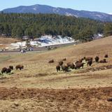 Buffalo Overlook