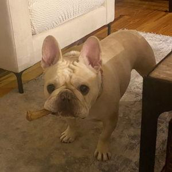 Baxter's toy and treat fund