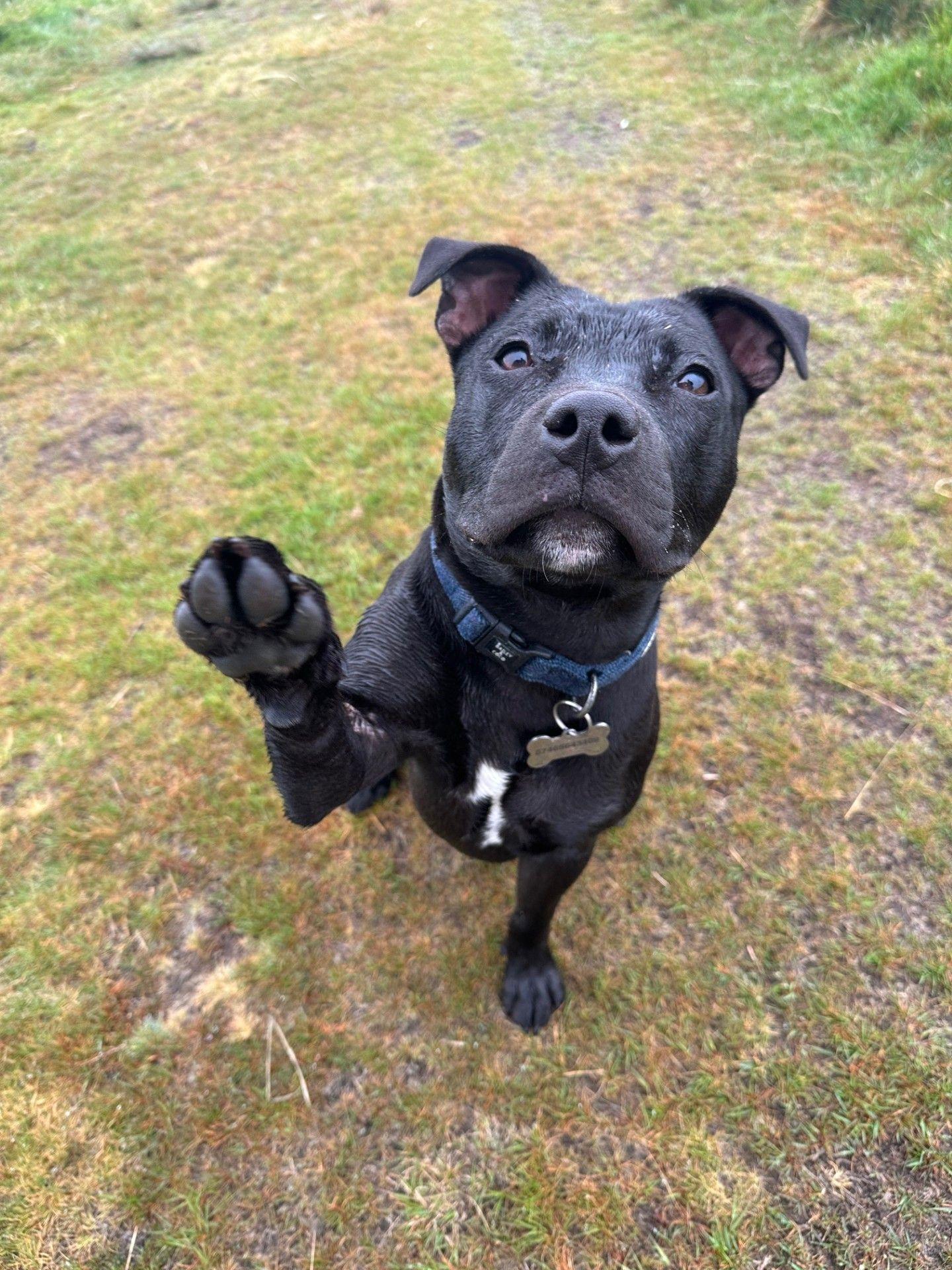 The Wedding Website of Tiegan Embling-Jones and Shaun Carpenter