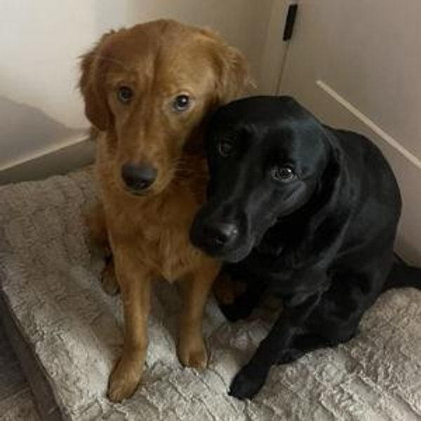 Year's Supply Of Pet Treats