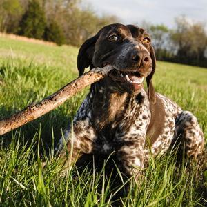 Puppy Fund