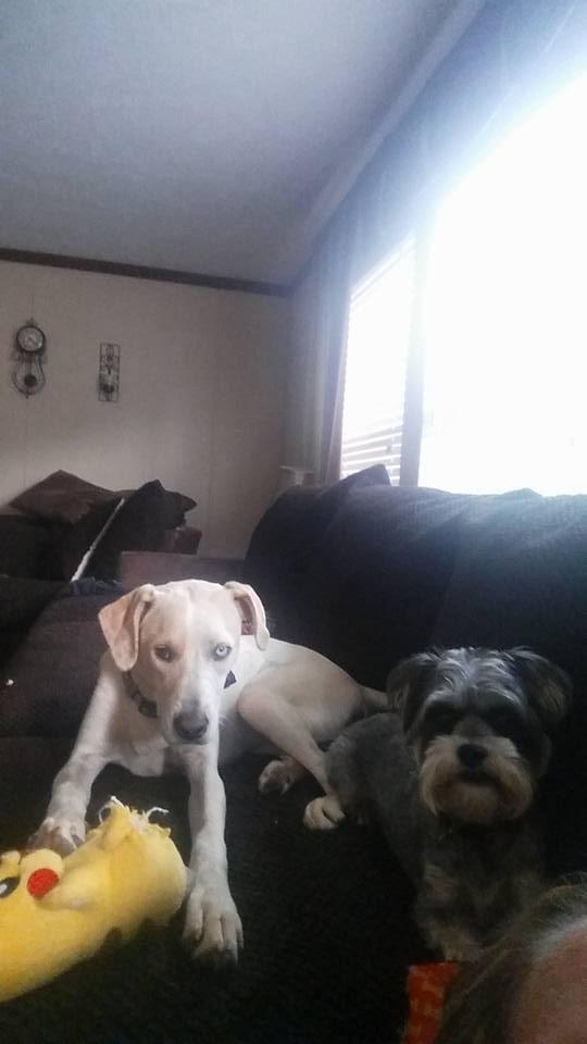 The Wedding Website of Ashley Addington and Alisha Congleton