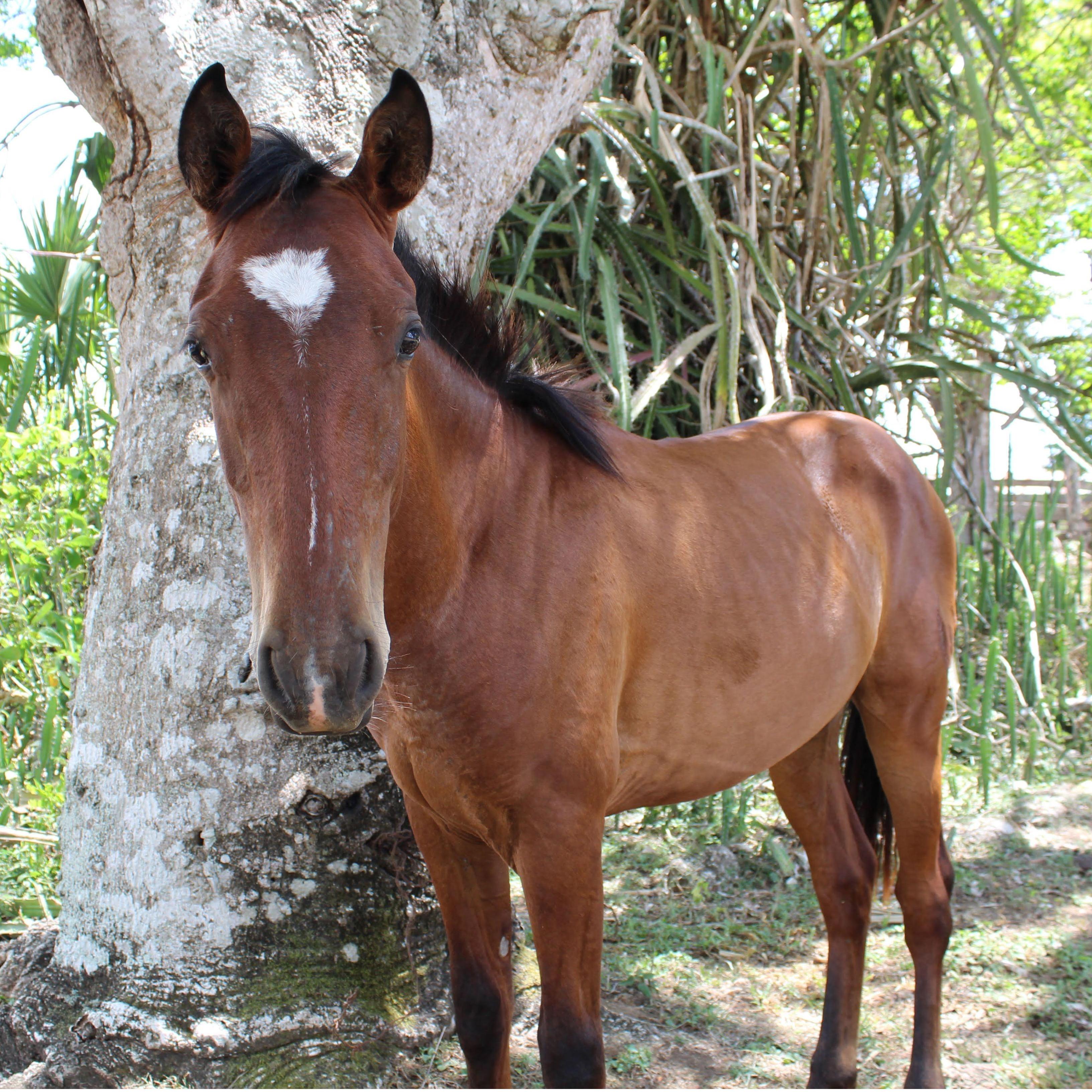 One of the many horses on the farm