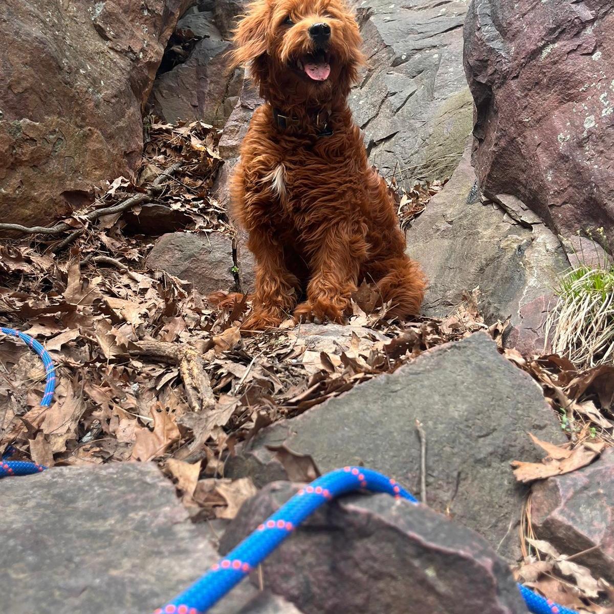 Velma being a very good crag dog. April 2023.