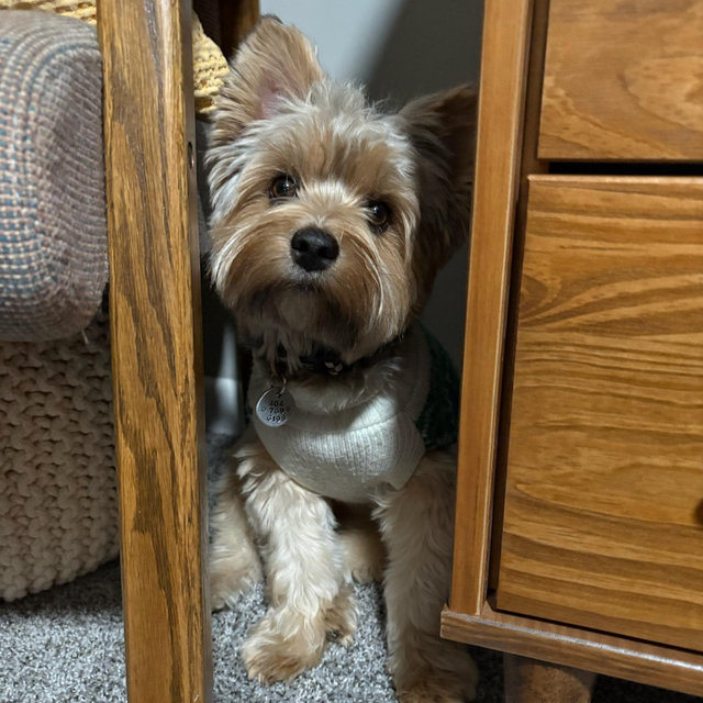 Dog Sitter For Our Honeymoon