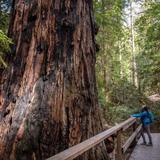 Montgomery Woods State Natural Reserve