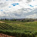 Wine Tasting in Temecula