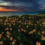 Dana Point Preserve