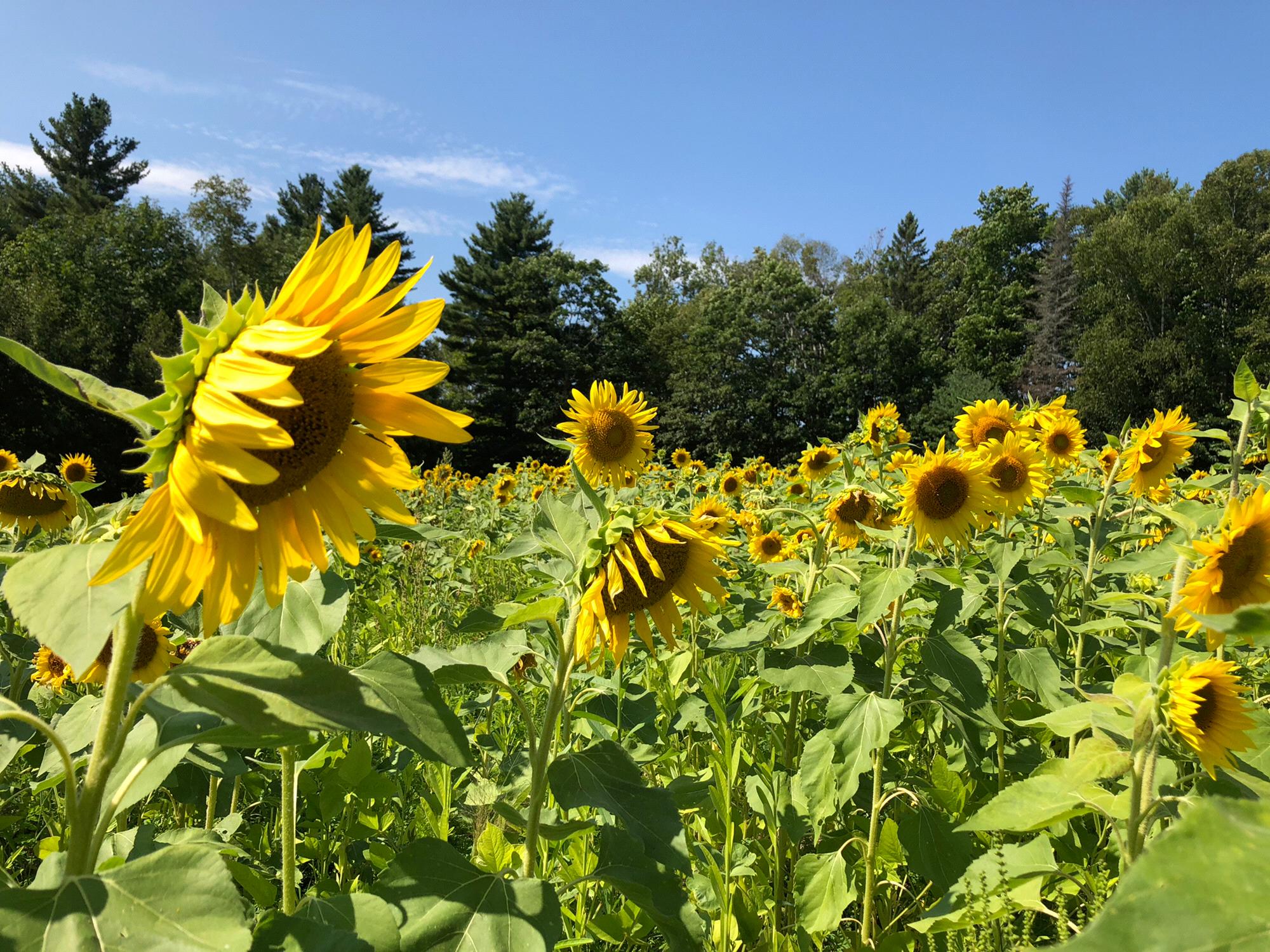 Knox, ME