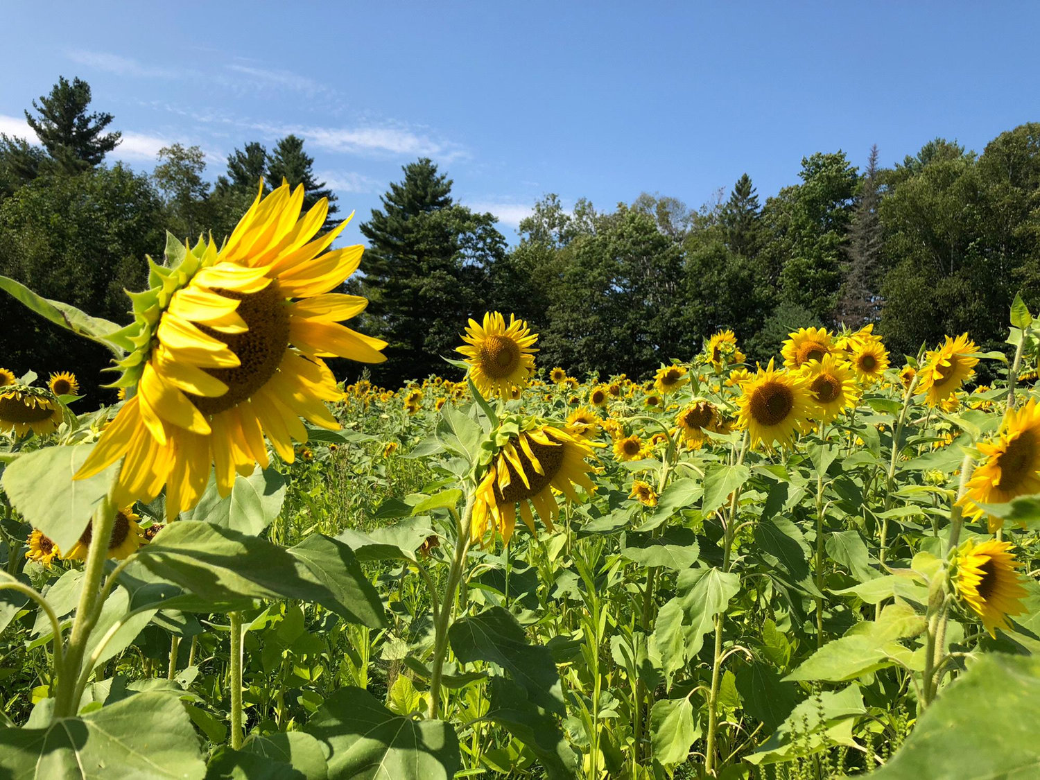 Knox, ME