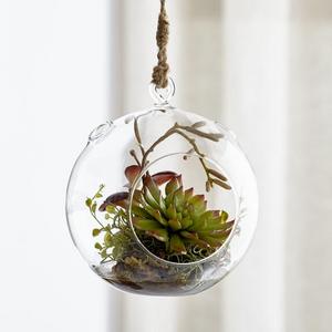 Hanging Glass Terrarium
