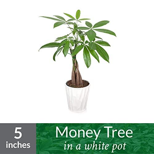 Just Add Ice JAI266 Money Tree, White Pot