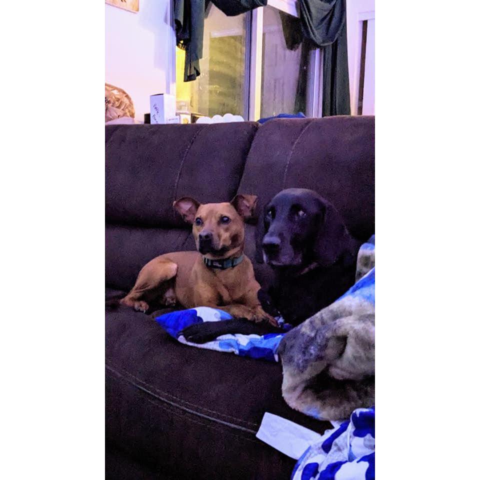 Missy and Booker (2nd and 3rd of our pooches)
