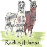 Llama trekking and afternoon tea at Rackleys Llamas