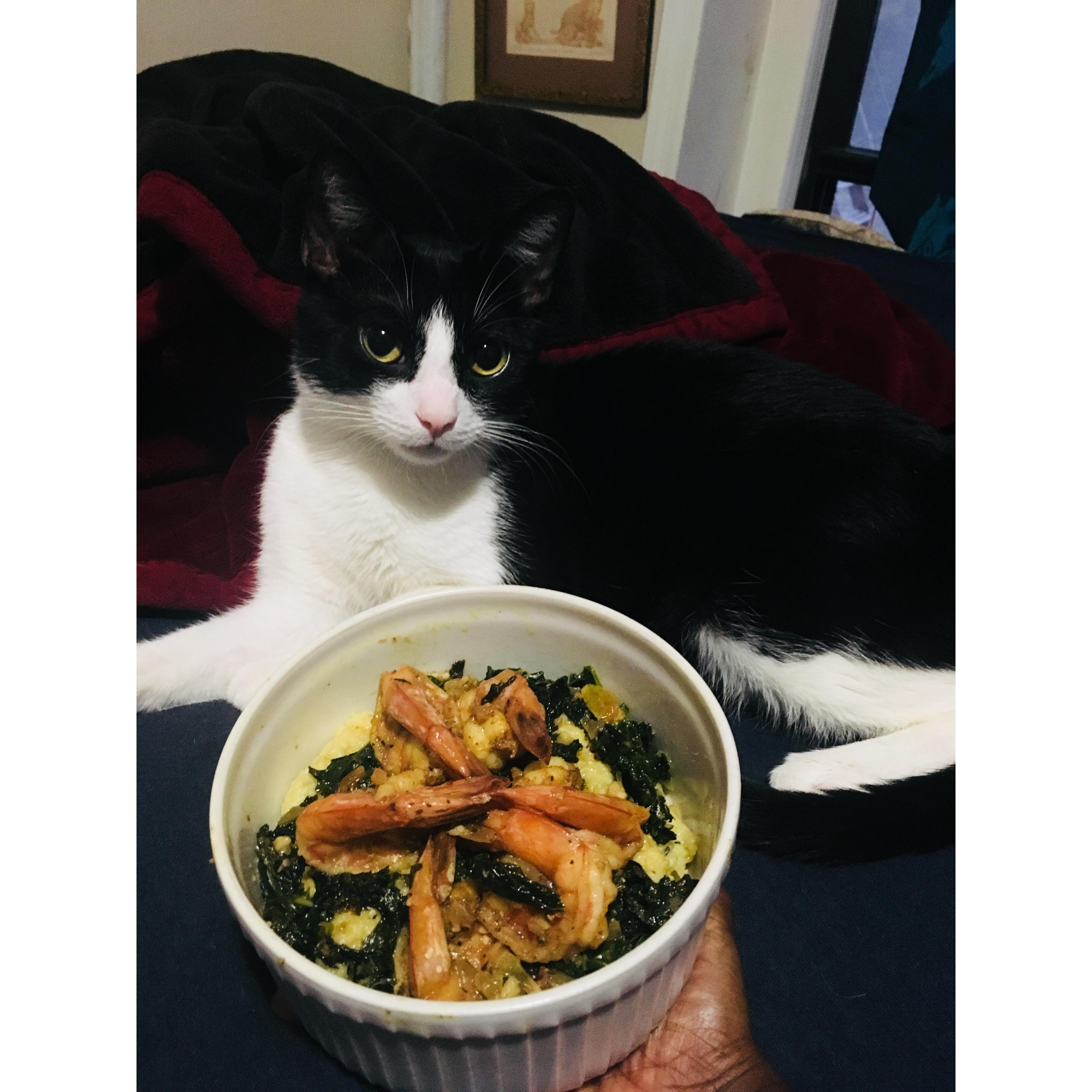Our sweet Gracie approving all the “Human” food😻