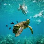 Molokini Snorkeling Tours