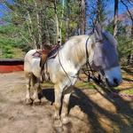 Lucky 7 Stables