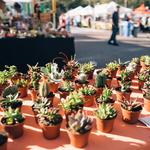 Saturday Morning Market
