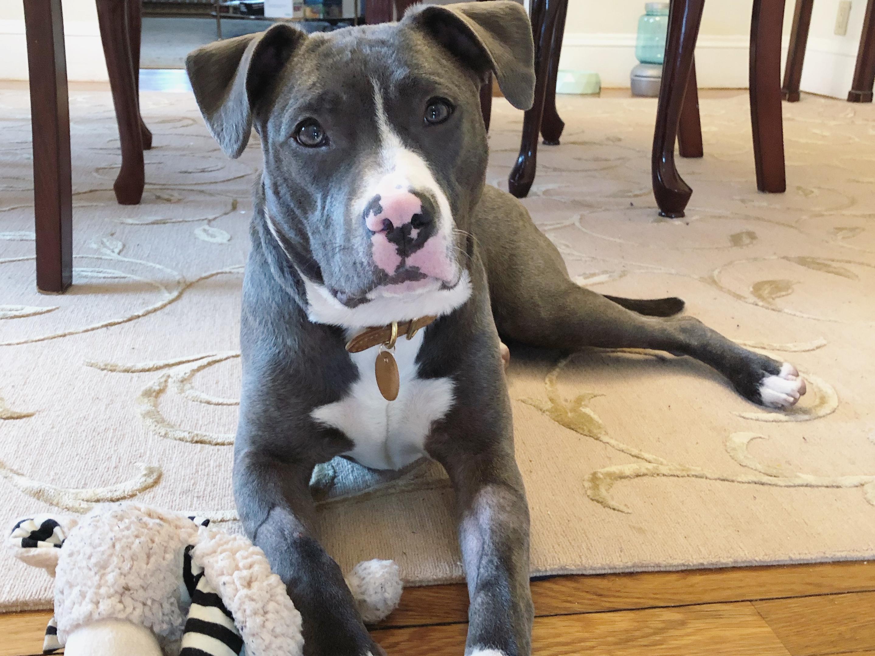 Puppy Fund