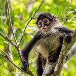 Akumal Monkey Sanctuary