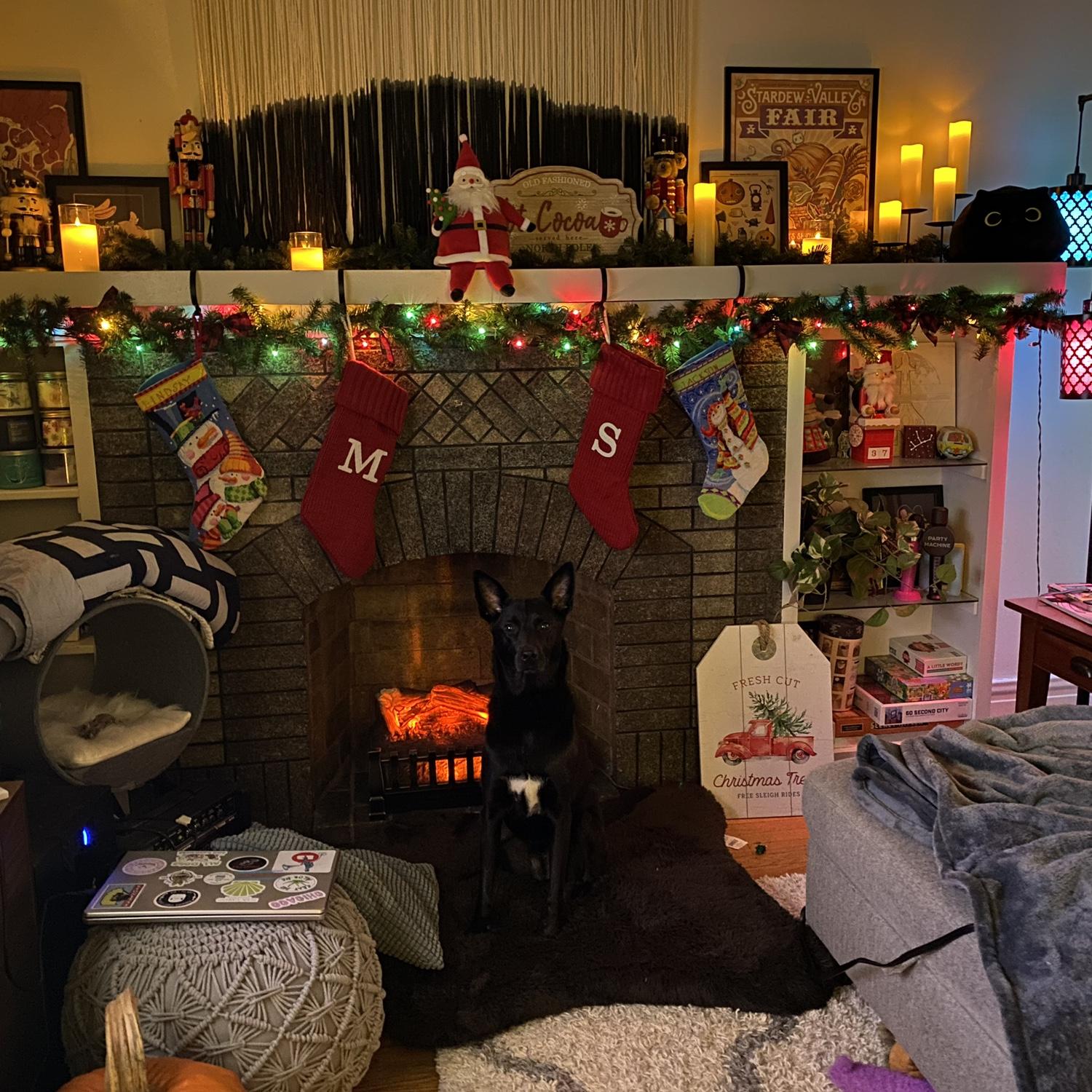 Maru posed and ready for Christmas