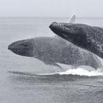 Redondo Beach Sportfishing & Whale Watch