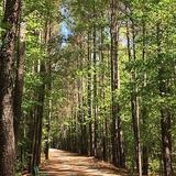 American Tobacco Trail