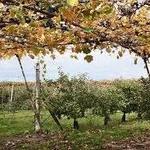 Belkin Family Lookout Farm