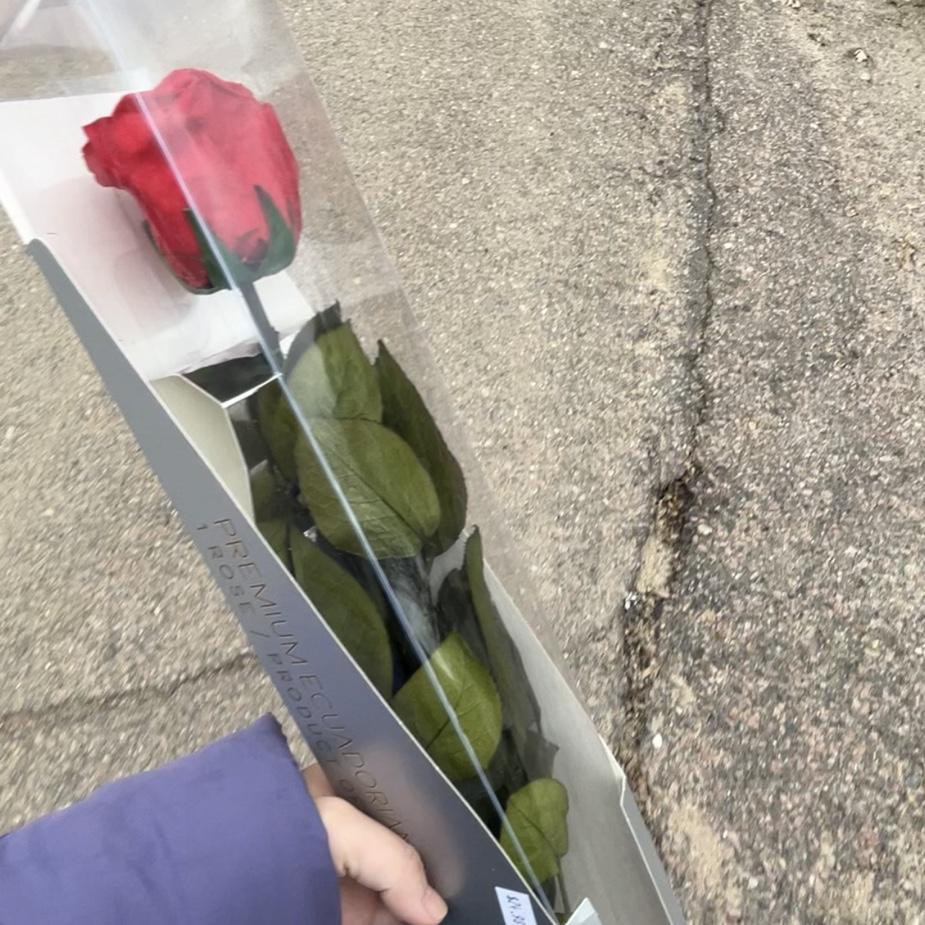 The Valentine rose