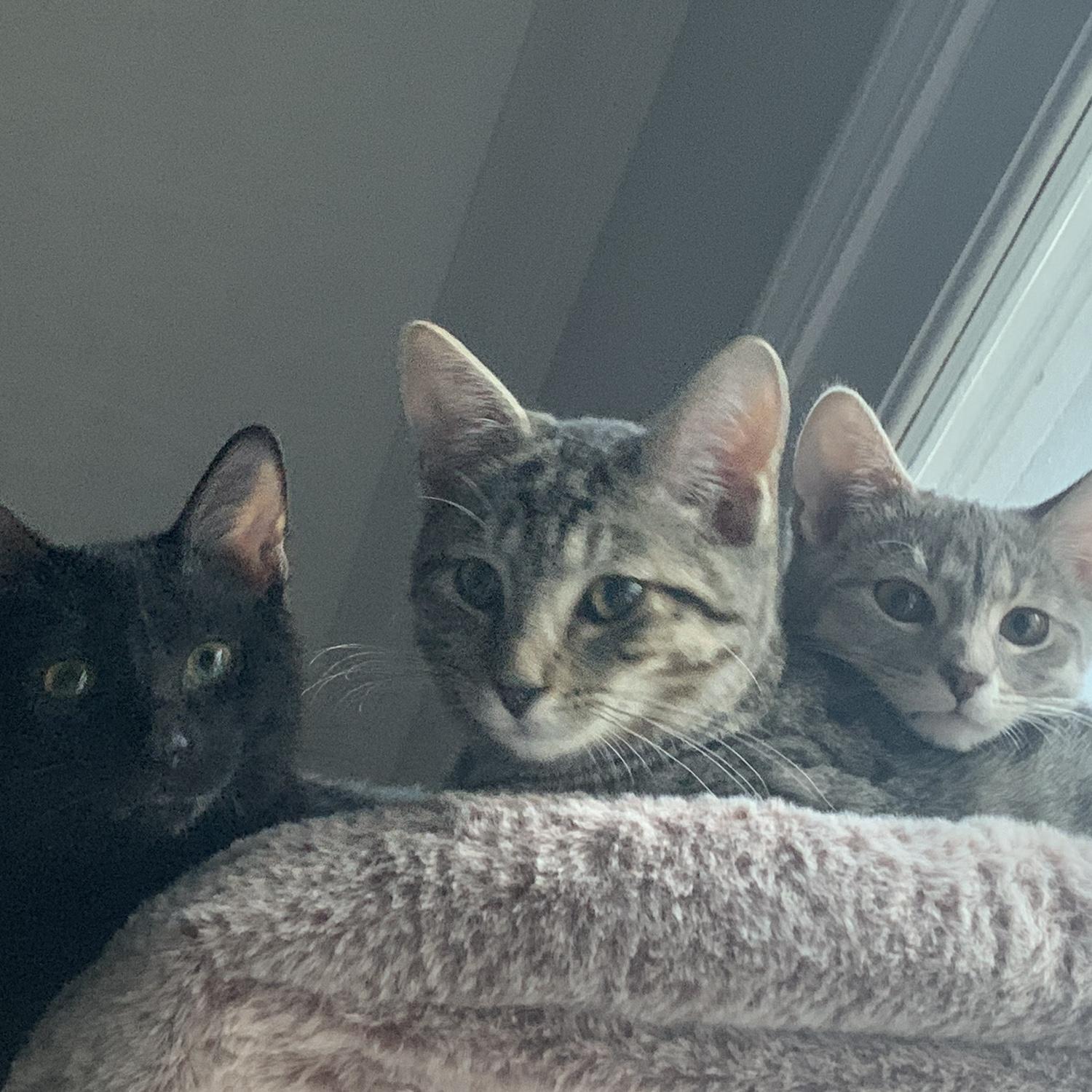 The Baby Cleaves