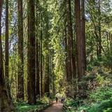 Muir Woods National Monument