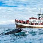 Whale Watching and Lobster Cruises