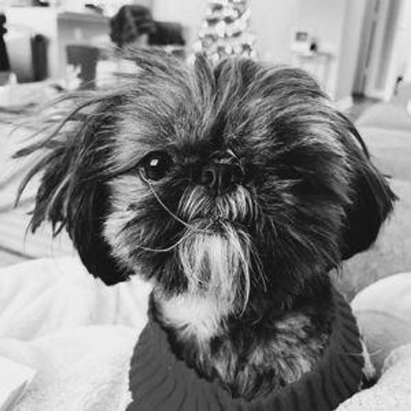 Haircut for Buster